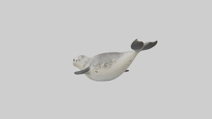 Harbor Seal diving model VR / AR / low-poly