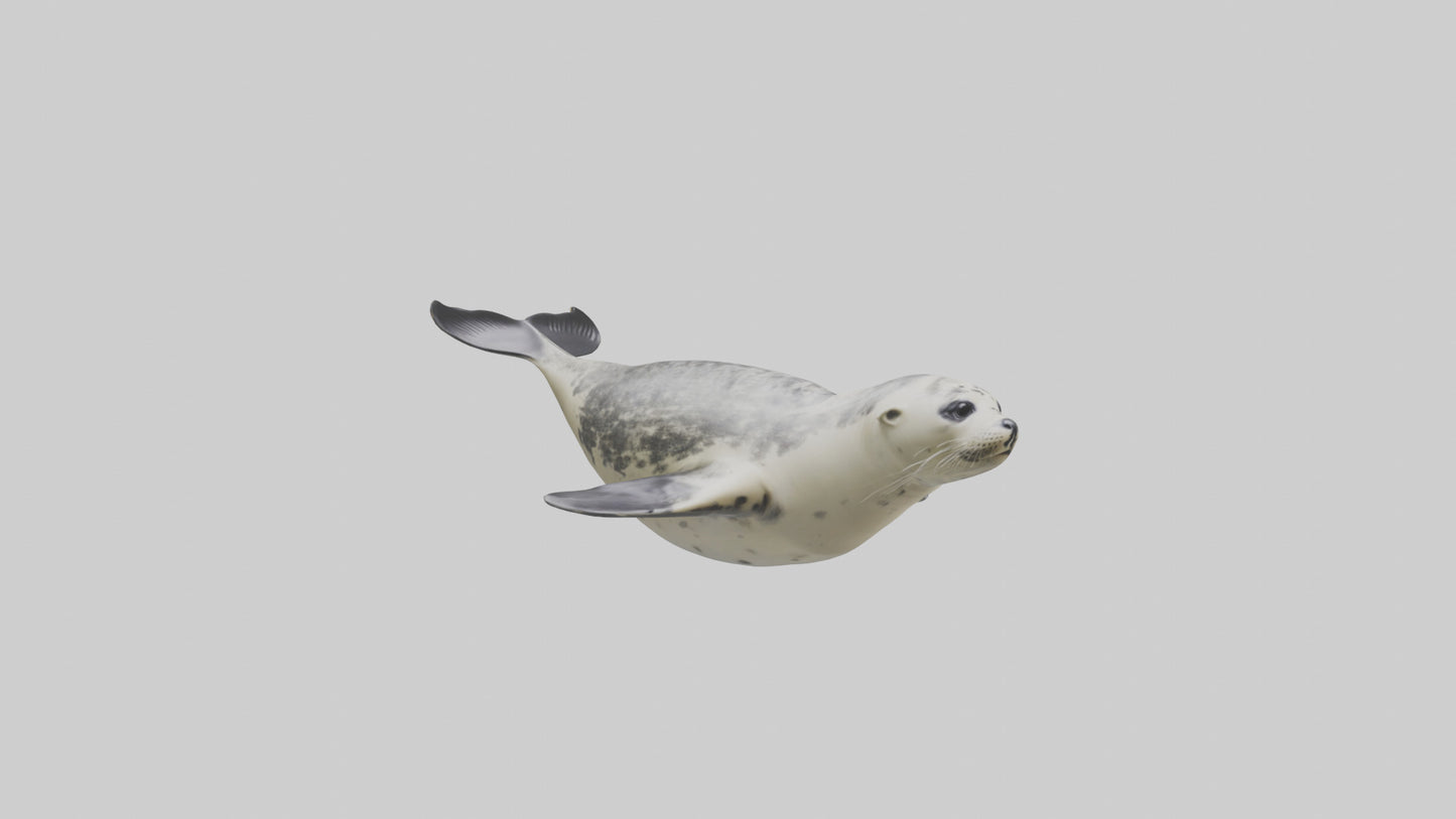 Harbor Seal diving model VR / AR / low-poly