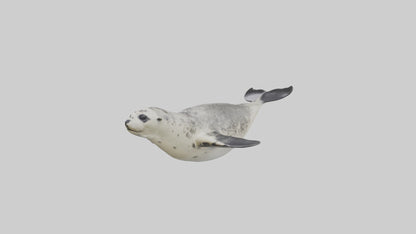 Harbor Seal diving model VR / AR / low-poly