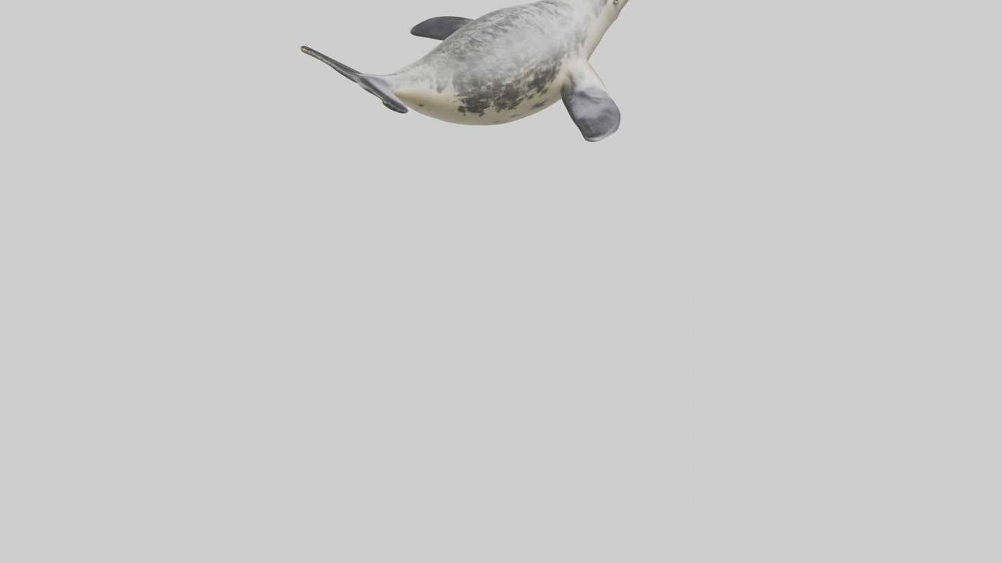 Harbor Seal diving model VR / AR / low-poly