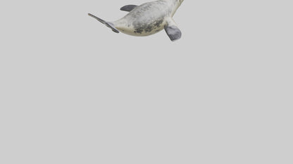 Harbor Seal diving model VR / AR / low-poly