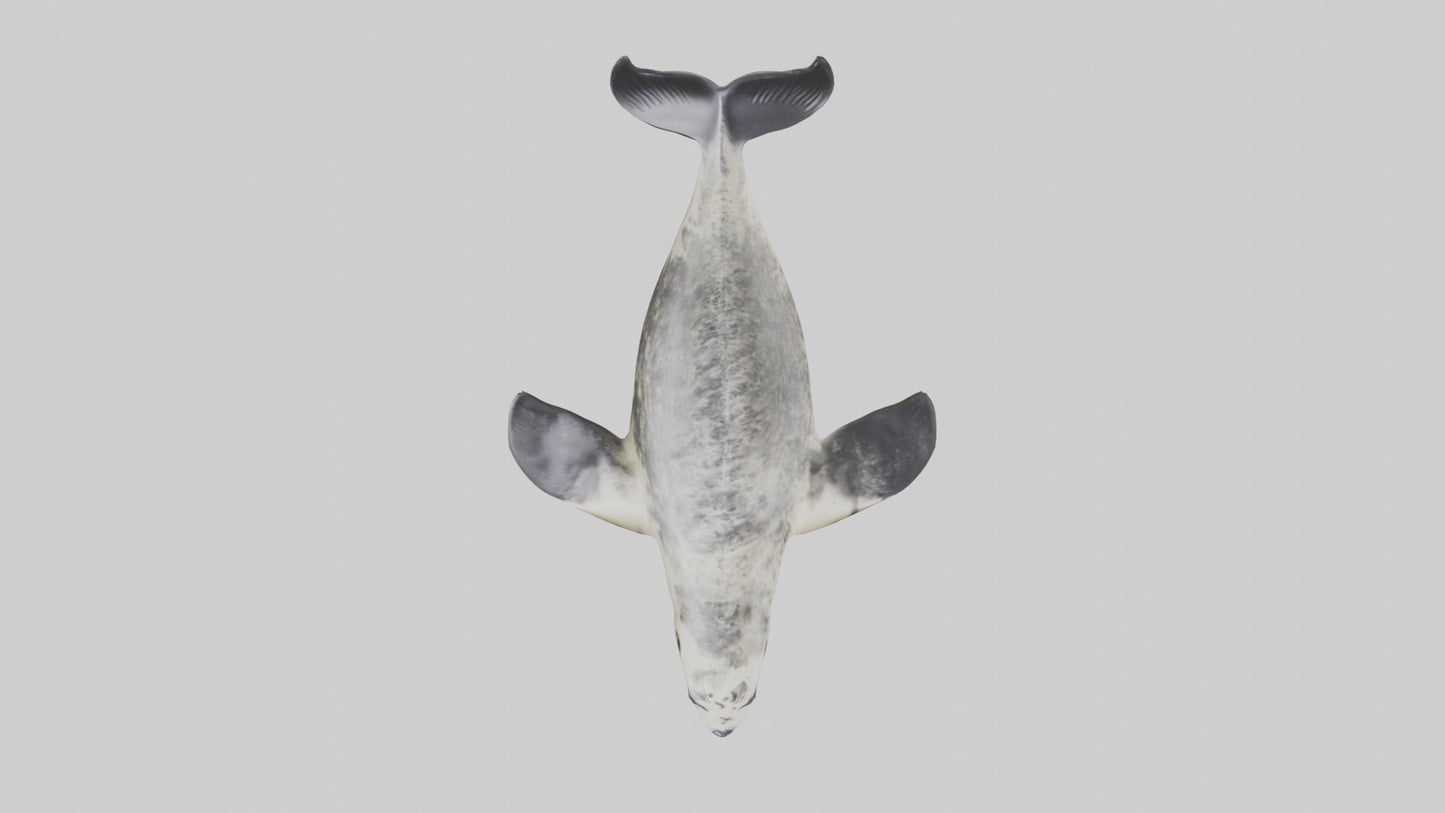 Harbor Seal diving model VR / AR / low-poly