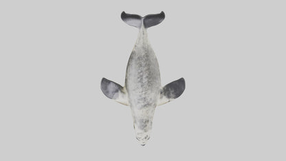 Harbor Seal diving model VR / AR / low-poly