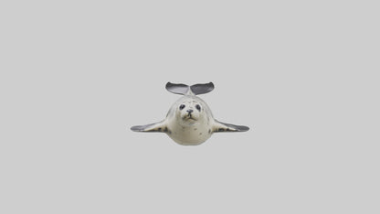 Harbor Seal diving model VR / AR / low-poly