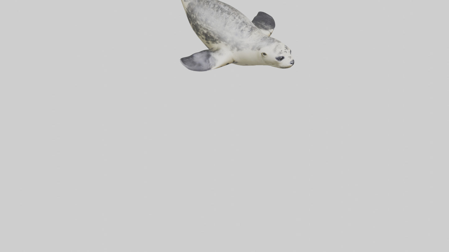 Harbor Seal diving model VR / AR / low-poly