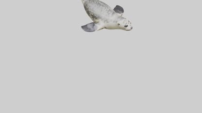 Harbor Seal diving model VR / AR / low-poly
