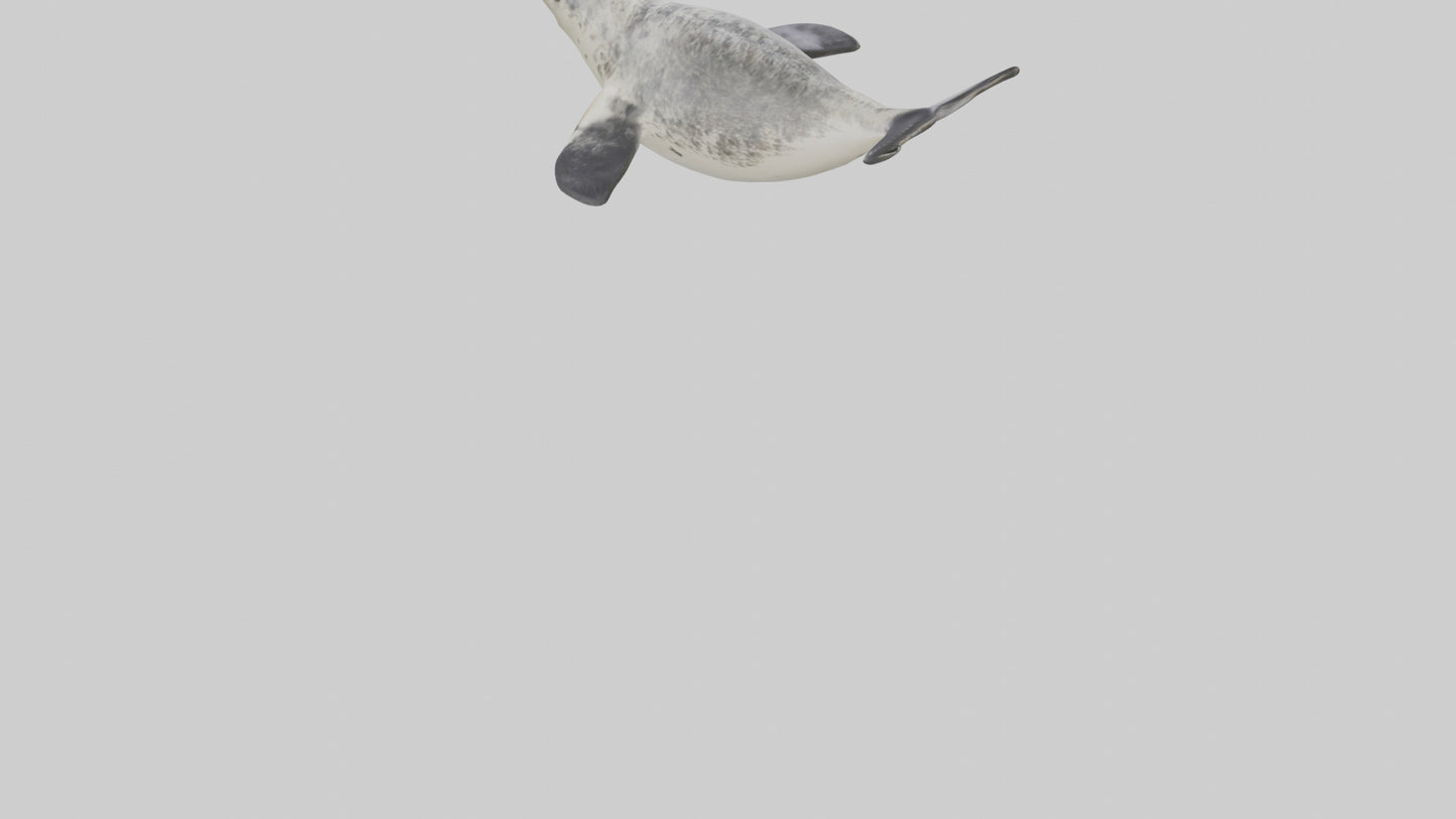 Harbor Seal diving model VR / AR / low-poly