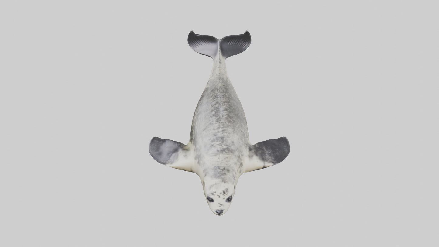 Harbor Seal diving model VR / AR / low-poly