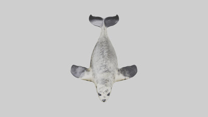 Harbor Seal diving model VR / AR / low-poly