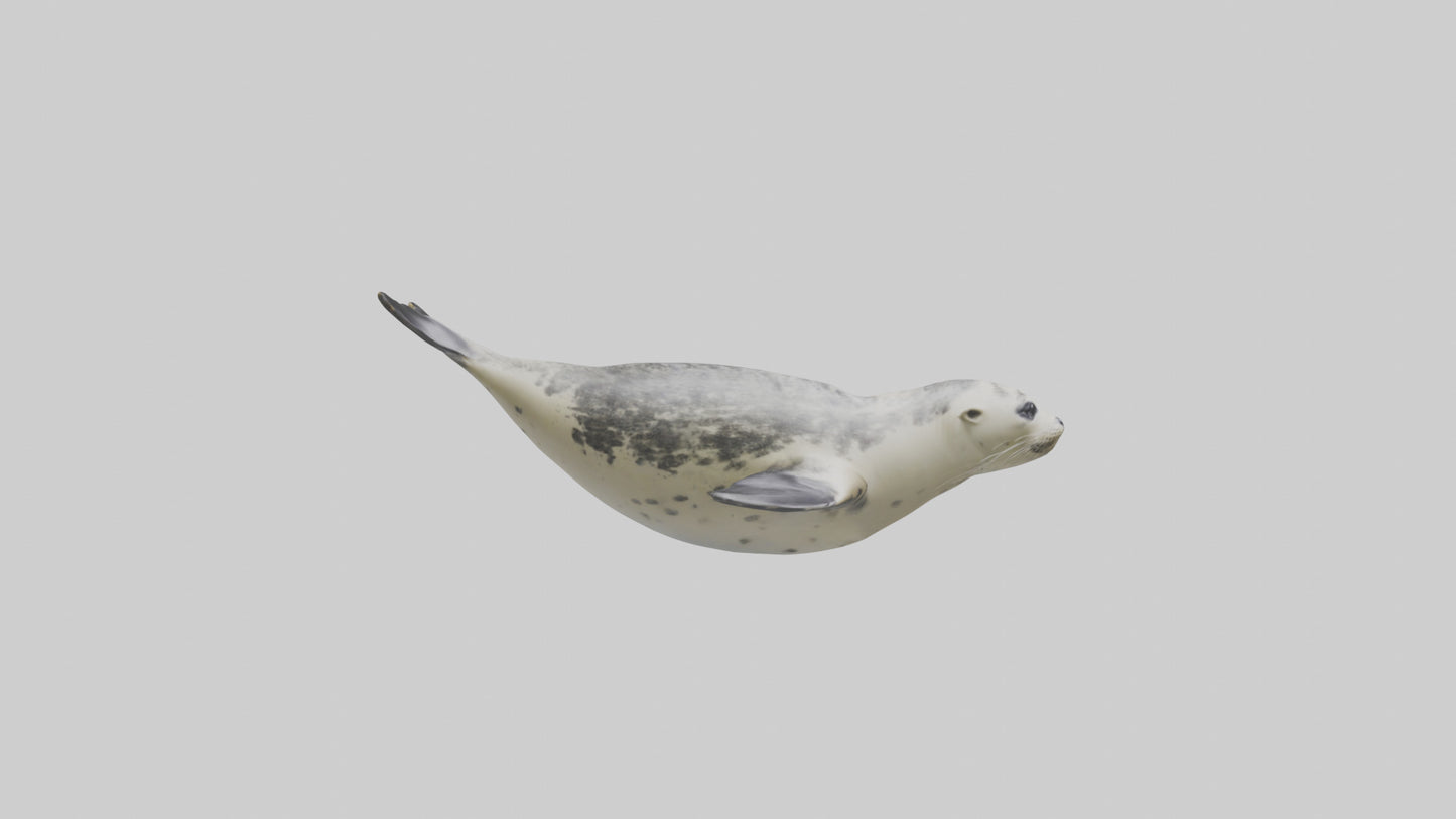Harbor Seal diving model VR / AR / low-poly