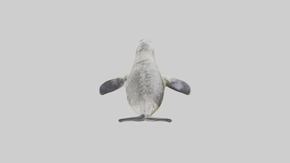 Harbor Seal diving model VR / AR / low-poly