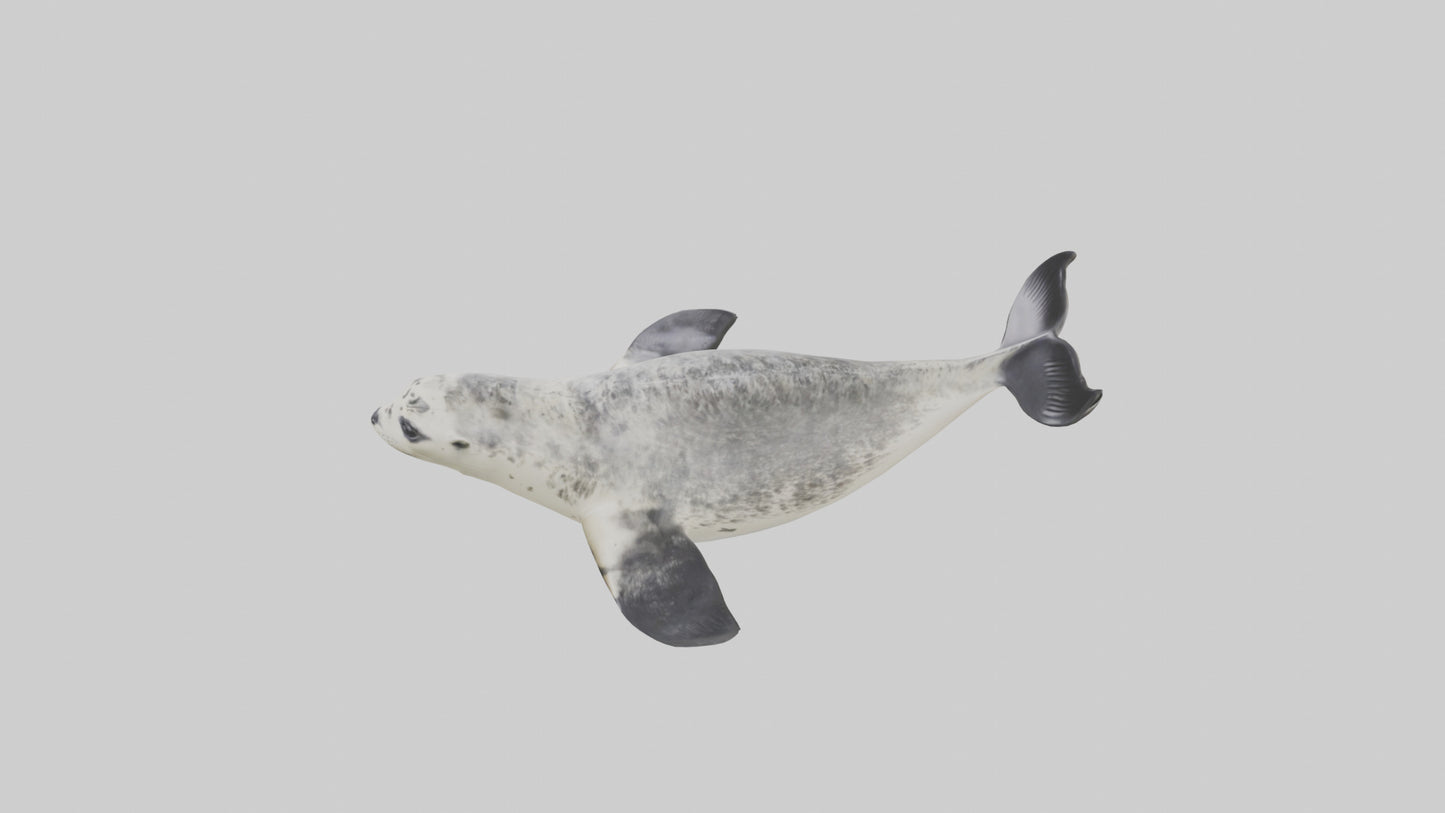 Harbor Seal diving model VR / AR / low-poly