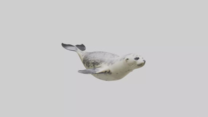 Harbor Seal diving model VR / AR / low-poly