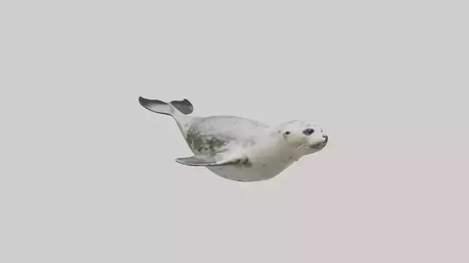 Harbor Seal diving model VR / AR / low-poly