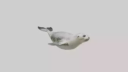 Harbor Seal diving model VR / AR / low-poly