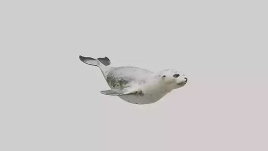 Harbor Seal diving model VR / AR / low-poly
