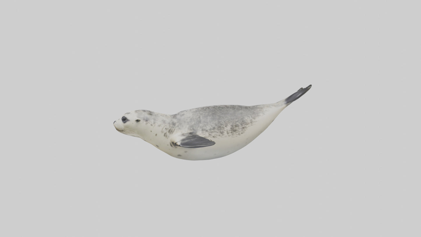 Harbor Seal diving model VR / AR / low-poly