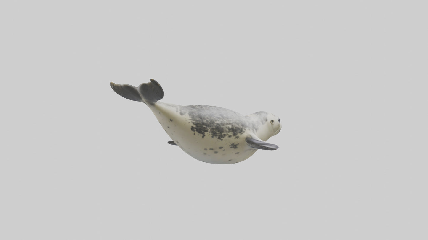 Harbor Seal diving model VR / AR / low-poly