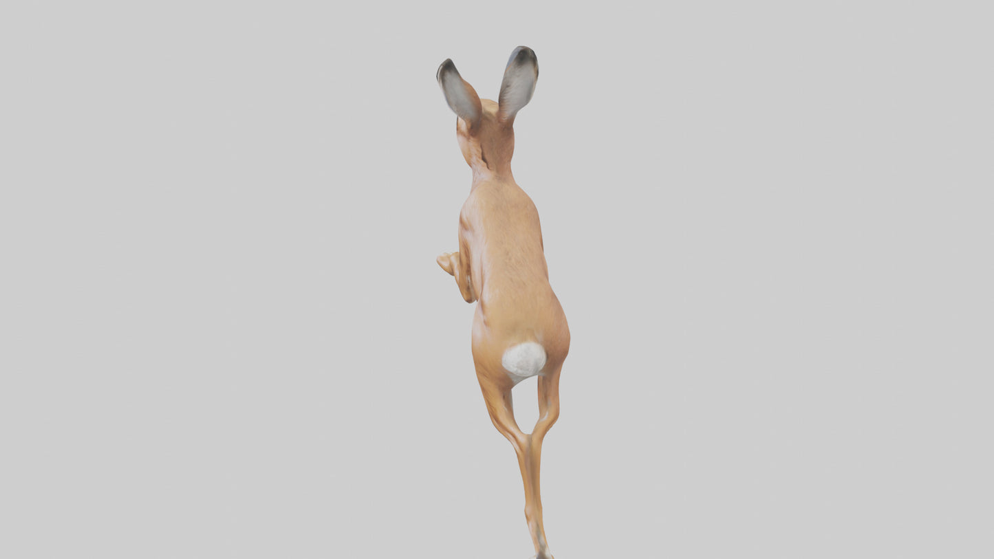 3D model Hare running model VR / AR / low-poly