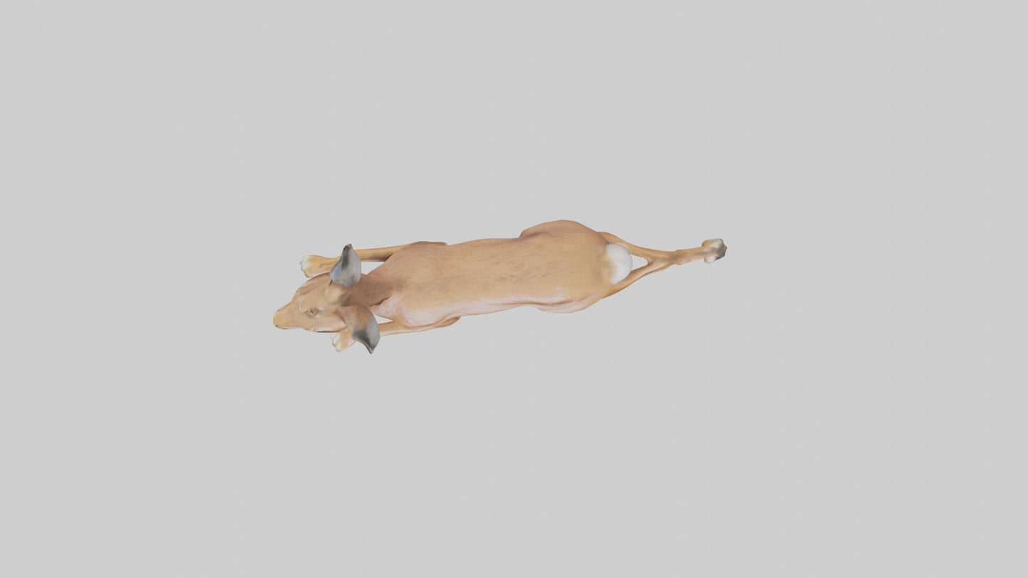 3D model Hare running model VR / AR / low-poly