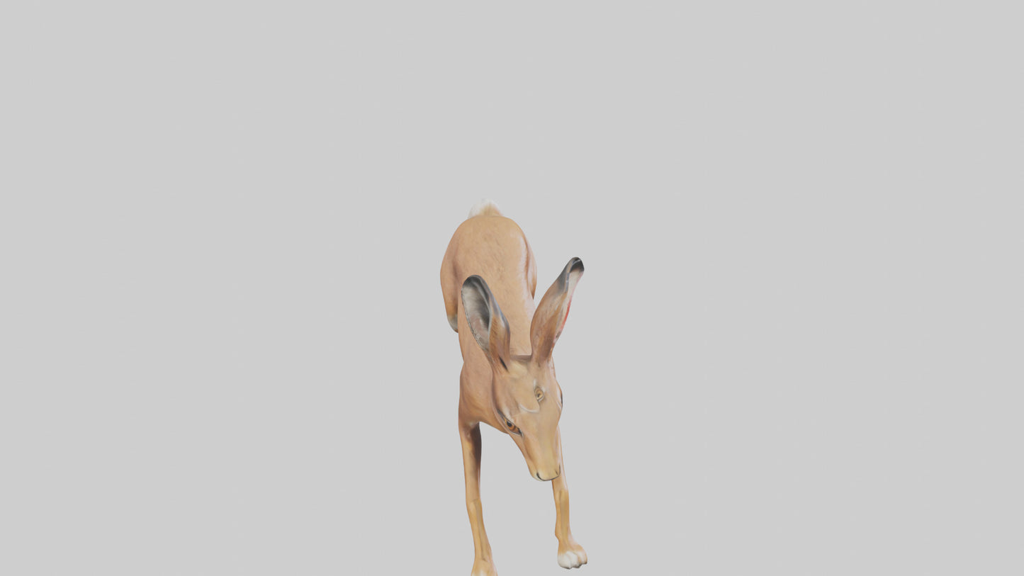 3D model Hare running model VR / AR / low-poly