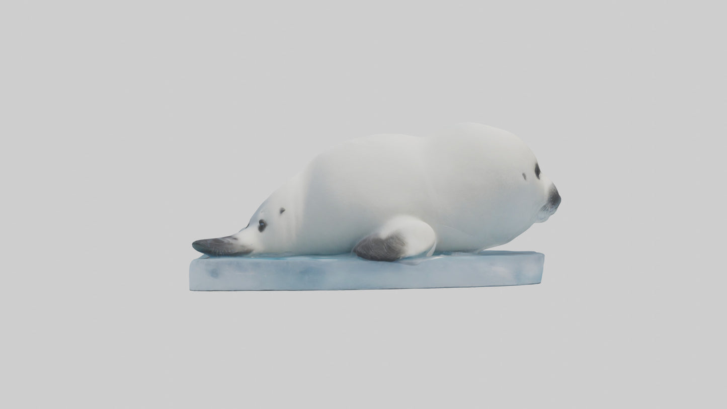 3D model Harp Seal pup on ice model VR / AR / low-poly