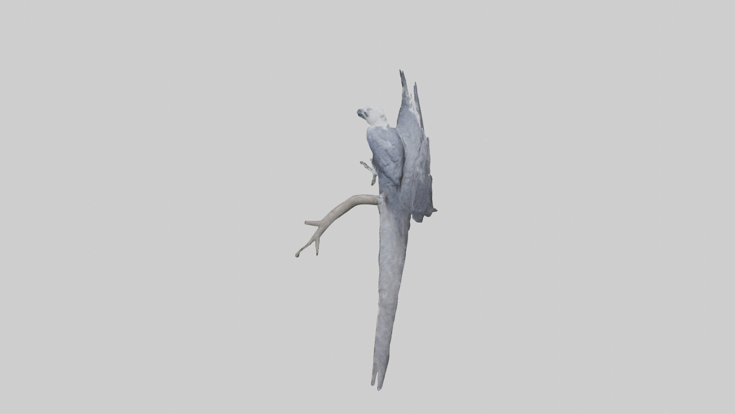 3D model Harpy Eagle perched on tree model VR / AR / low-poly
