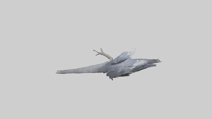 3D model Harpy Eagle perched on tree model VR / AR / low-poly