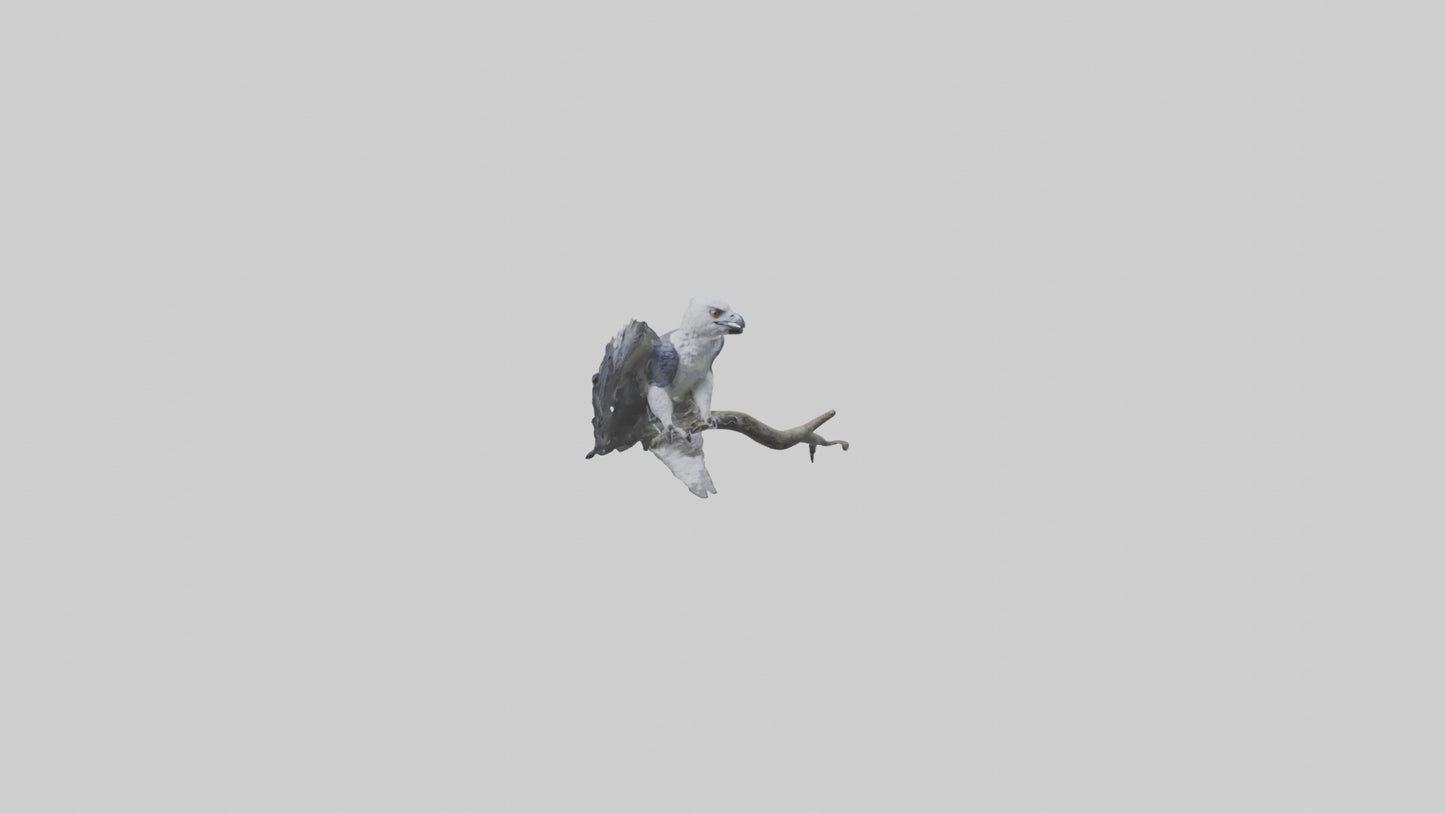 3D model Harpy Eagle perched on tree model VR / AR / low-poly