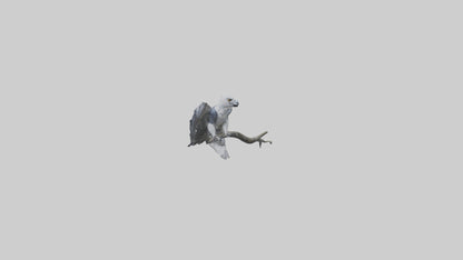 3D model Harpy Eagle perched on tree model VR / AR / low-poly