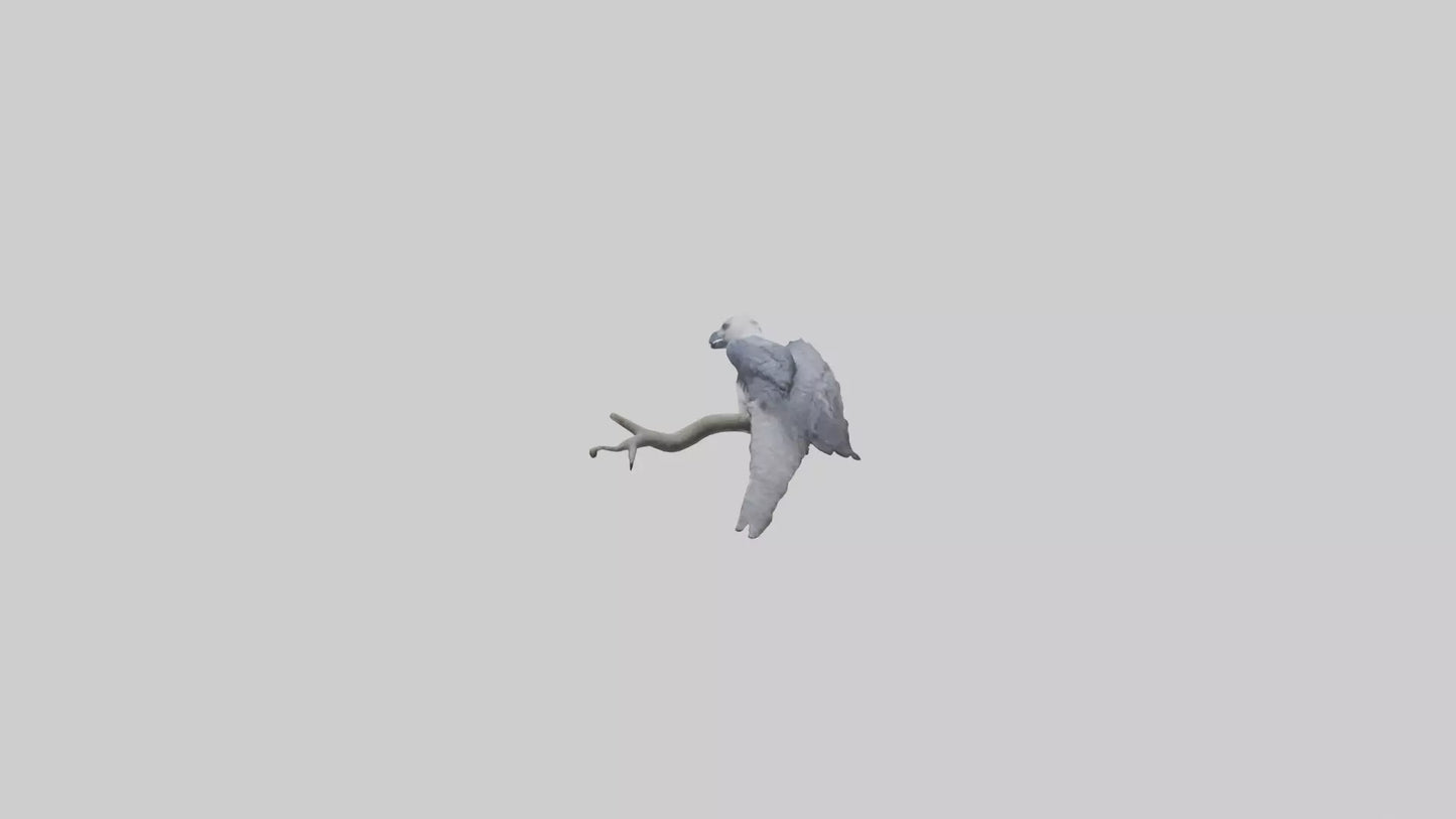 3D model Harpy Eagle perched on tree model VR / AR / low-poly