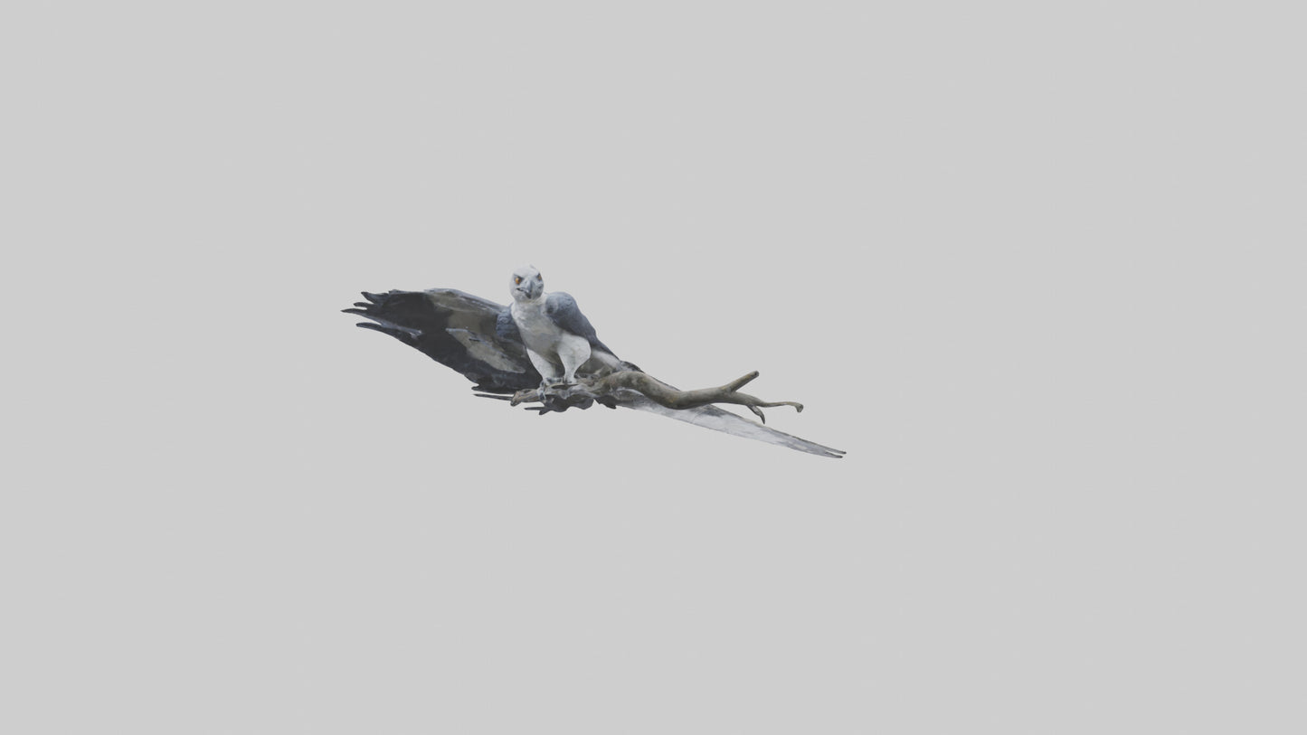 3D model Harpy Eagle perched on tree model VR / AR / low-poly