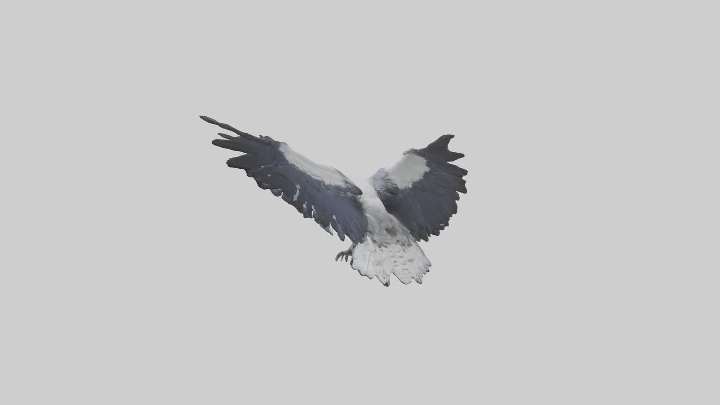 3D model Harpy Eagle soaring model VR / AR / low-poly