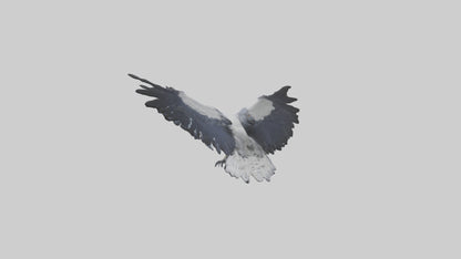3D model Harpy Eagle soaring model VR / AR / low-poly