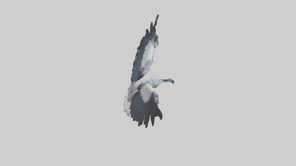 3D model Harpy Eagle soaring model VR / AR / low-poly