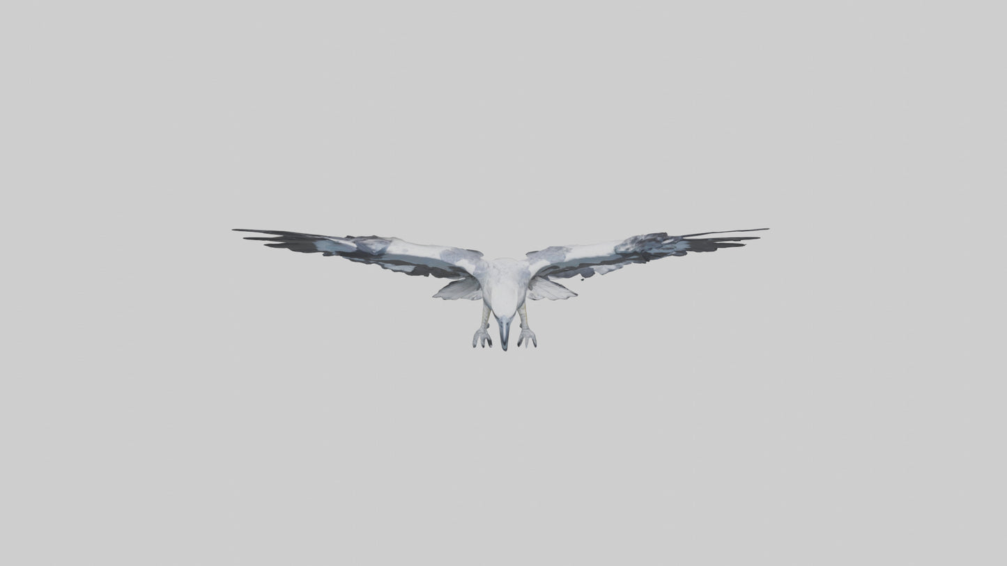 3D model Harpy Eagle soaring model VR / AR / low-poly
