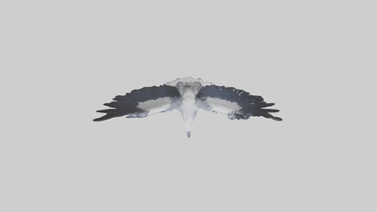 3D model Harpy Eagle soaring model VR / AR / low-poly