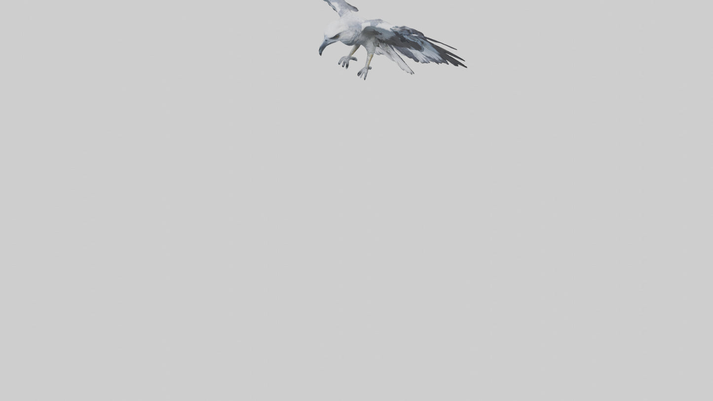 3D model Harpy Eagle soaring model VR / AR / low-poly