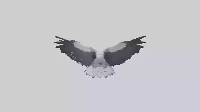 3D model Harpy Eagle soaring model VR / AR / low-poly