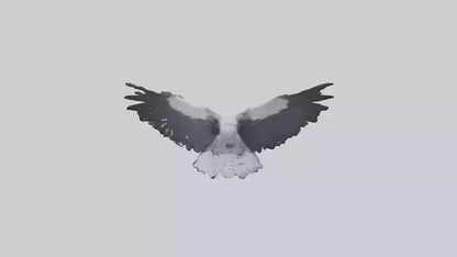 3D model Harpy Eagle soaring model VR / AR / low-poly