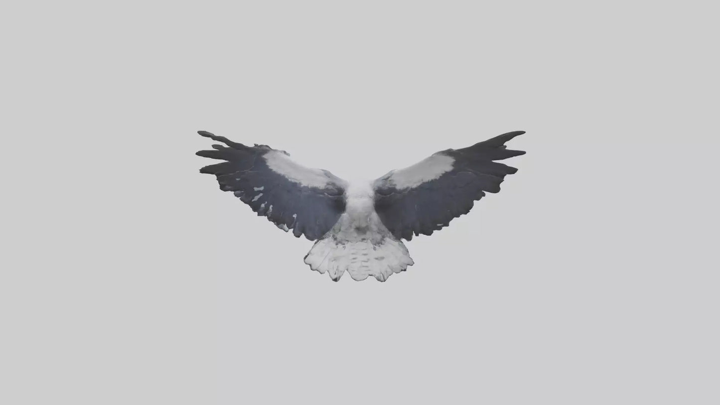 3D model Harpy Eagle soaring model VR / AR / low-poly