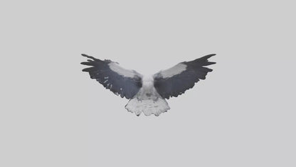 3D model Harpy Eagle soaring model VR / AR / low-poly