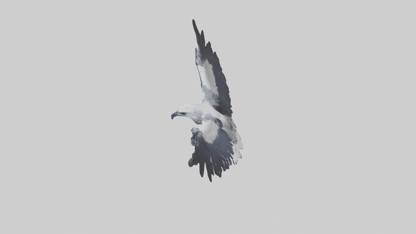 3D model Harpy Eagle soaring model VR / AR / low-poly