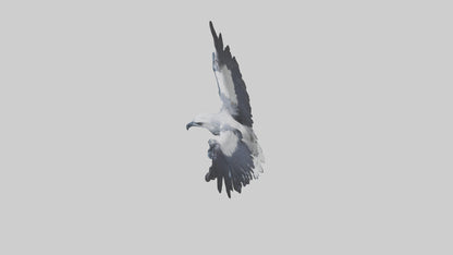 3D model Harpy Eagle soaring model VR / AR / low-poly