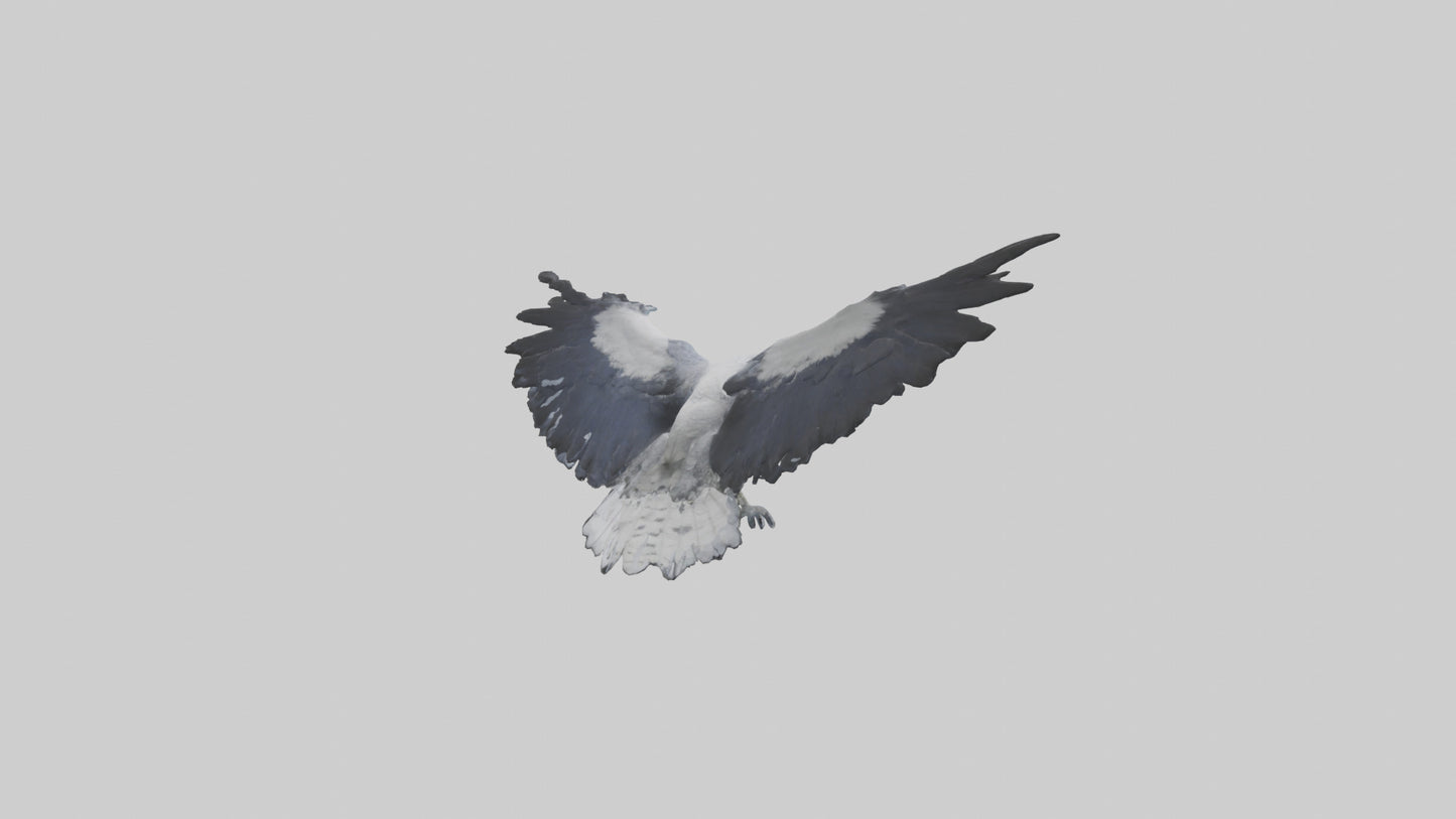 3D model Harpy Eagle soaring model VR / AR / low-poly