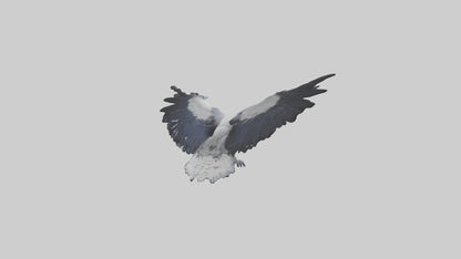 3D model Harpy Eagle soaring model VR / AR / low-poly