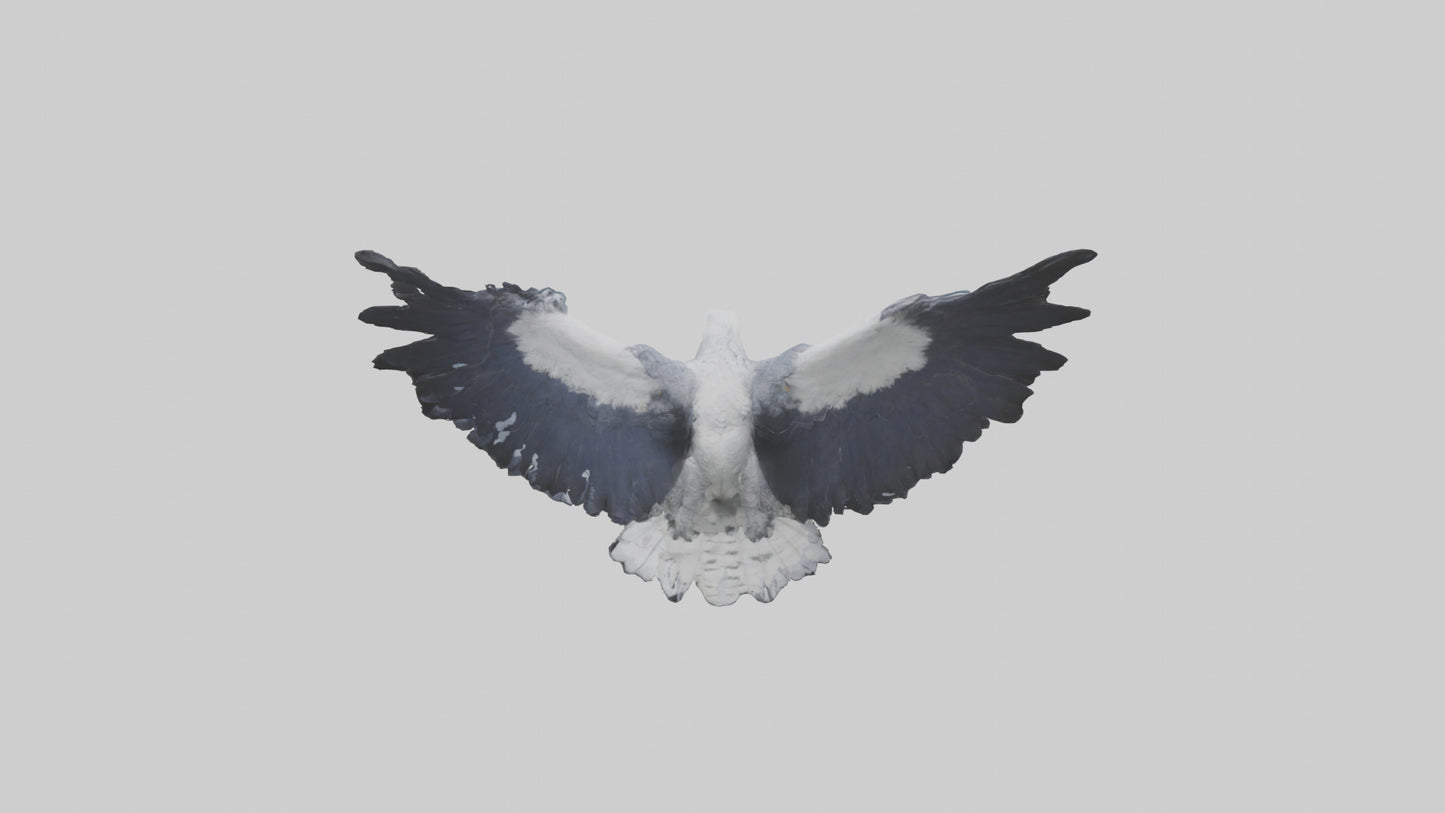 3D model Harpy Eagle soaring model VR / AR / low-poly