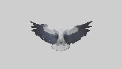 3D model Harpy Eagle soaring model VR / AR / low-poly