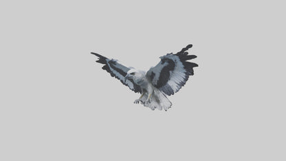 3D model Harpy Eagle soaring model VR / AR / low-poly