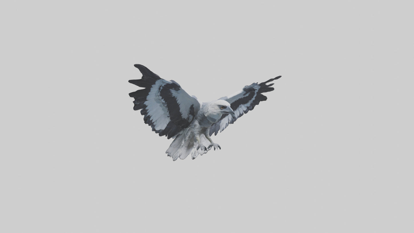 3D model Harpy Eagle soaring model VR / AR / low-poly